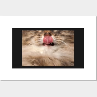 Cat Showing Tongue - Funny Face Posters and Art